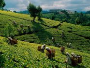 Сбор чайного урожая